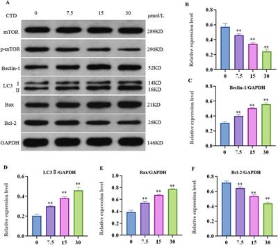 DDIT4/mTOR signaling pathway mediates cantharidin-induced hepatotoxicity and cellular damage